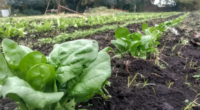 Agroecología en acelgas: Más nutrientes, menos agroquímicos