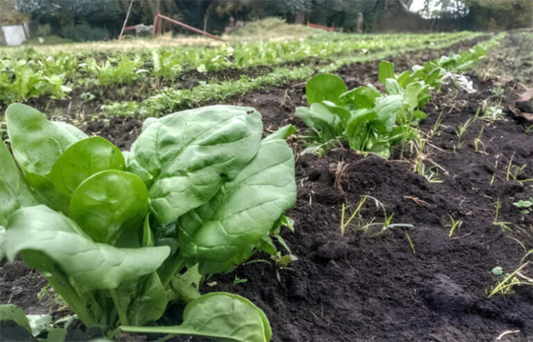 Agroecología en acelgas: Más nutrientes, menos agroquímicos