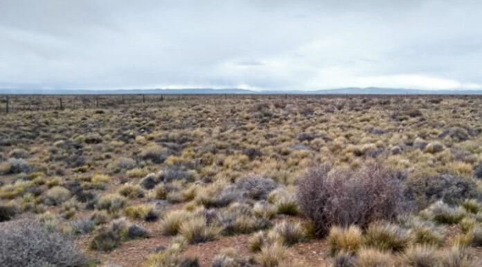En la Patagonia, pastos y arbustos conviven para producir más