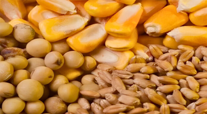 ¿Qué pierde el campo argentino con la reciente norma sobre cultivares?