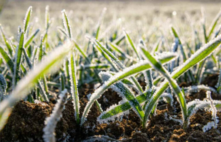 El mapa de heladas se redefine: Riesgos y oportunidades para nuestro agro