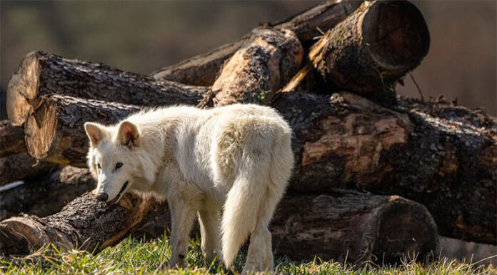 Para los científicos, “revivir” animales extintos no ayudará a la conservación de especies en peligro