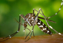 Día Mundial del Dengue: la prevención sigue siendo la principal herramienta