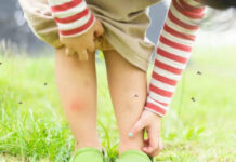 La prevención del dengue es todo el año: el frío no elimina los huevos de los mosquitos