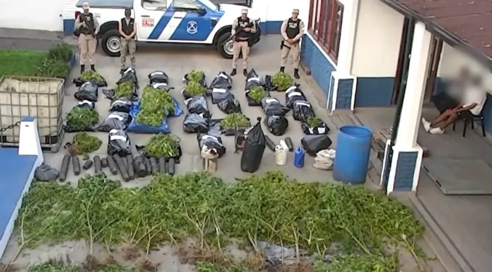 Cerca de Zárate en el Delta, la Prefectura Naval desmanteló una plantación de marihuana