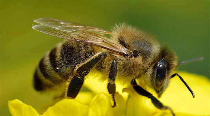 Polinización en riesgo: Las abejas pierden capacidades clave por los agroquímicos