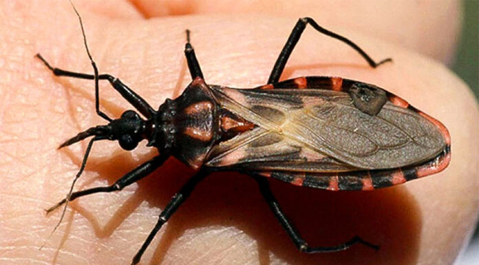 Un antitumoral como posible aliado frente al Chagas: ciencia pública en busca de soluciones invisibles