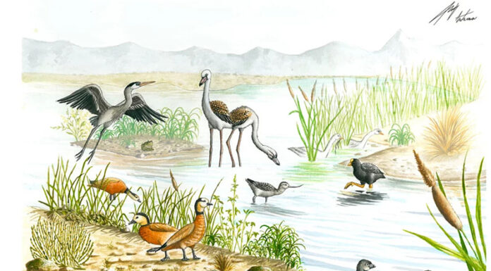 Descubren en San Juan tres nuevas especies de aves prehistóricas
