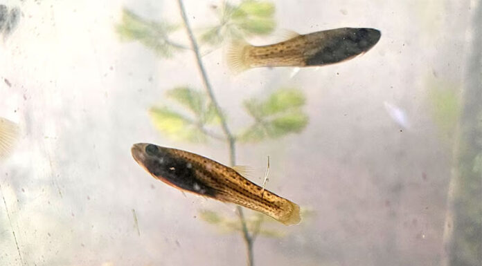 Cómo actúan los peces para combatir el dengue que la UBA entrega de forma gratuita