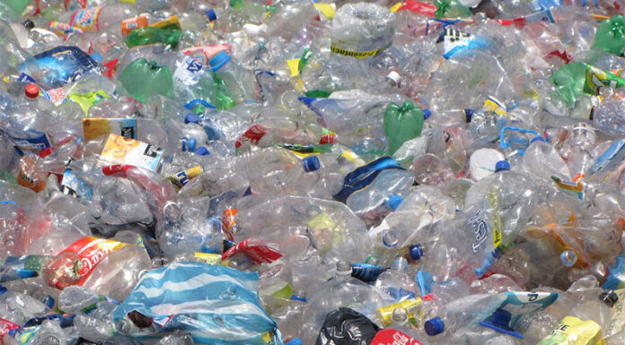 El avance de la contaminación por plásticos: de la isla de basura del Pacífico a las especies amenazadas