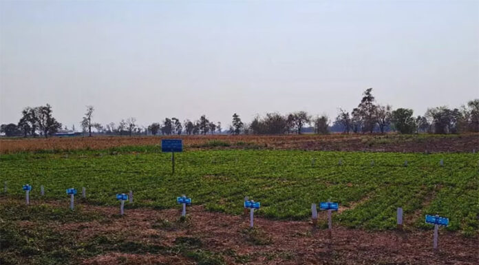 El nuevo oro verde: cuál es el cultivo que despierta el interés de los inversores pese a su poco desarrollo en la Argentina