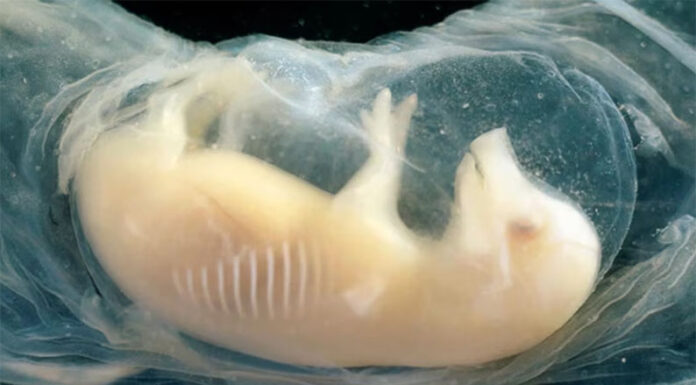 Logran corazones con células humanas en embriones de cerdo: qué significa para el futuro de los trasplantes