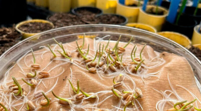 Científicos argentinos realizaron un descubrimiento clave para aumentar el rendimiento del trigo