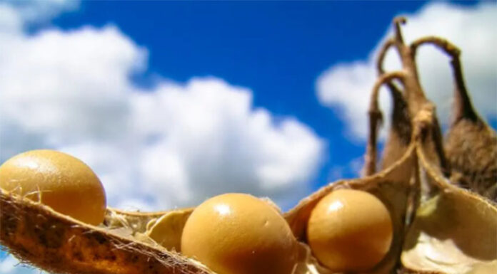 Alerta para la soja: El ozono puede reducir hasta 33% el peso de los granos