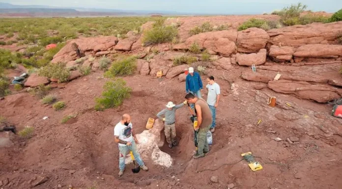 Neuquén: hallan un dinosaurio herbívoro de 18 metros, un “sin dueño” que pesaba más de 10 toneladas
