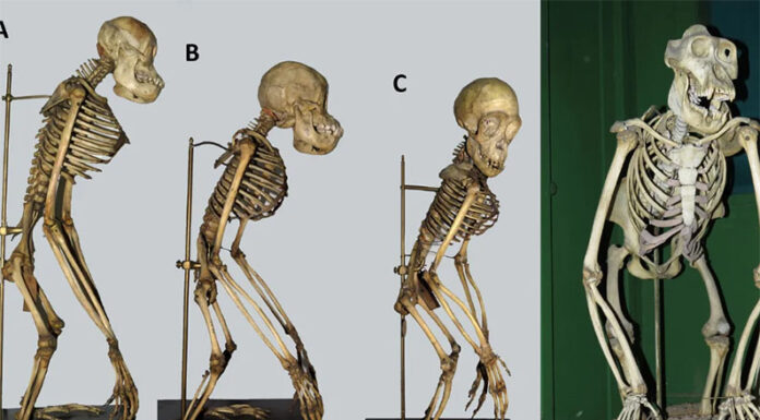 Entre humanos exhibidos y esqueletos de simios: reconstruyen la adquisición de una colección de fósiles de hace más de cien años