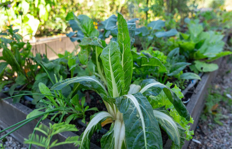 Las hortalizas y verduras de huerta para plantar en invierno que se pueden cosechar en menos de 60 días