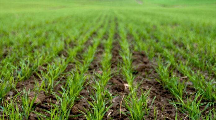 El invierno agropecuario y su rompecabezas climático