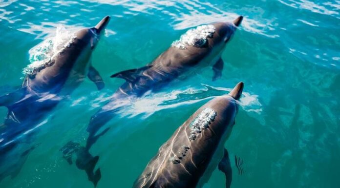 EFEMERIDE: Más de tres décadas de conciencia para la conservación marina de Ballenas y Delfines