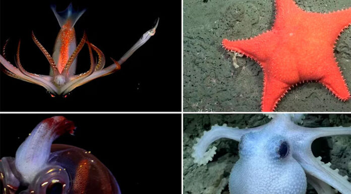 Expedición submarina en el Atlántico Sur: cuál será el próximo destino del buque científico