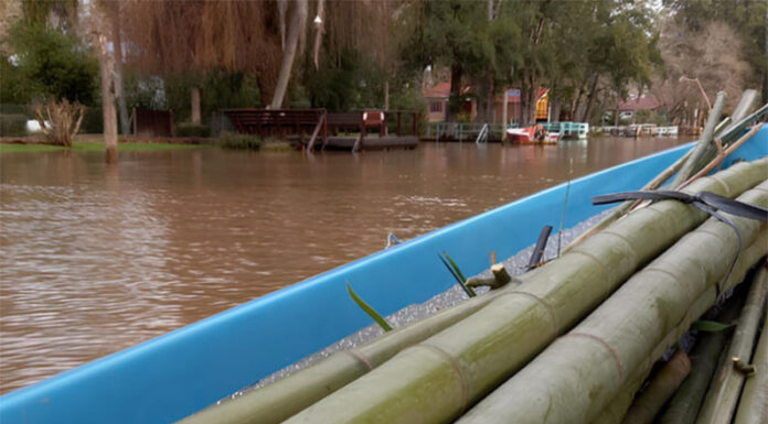 El bambú se expande entre las cabañas del Delta bonaerense