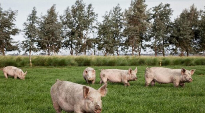Triquinosis: tres brotes confirmados, dos en estudio y 50 casos diagnosticados en lo que va del año