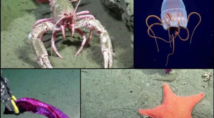 Crean un videojuego sobre el mundo submarino revelado por la histórica expedición del Conicet