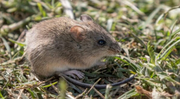 Alerta por Fiebre Hemorrágica Argentina: los casos registrados en lo que va del años superan a los de 2024