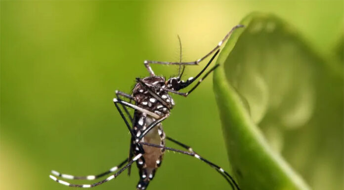 La Provincia comienza a vacunar a quienes no hayan tenido dengue