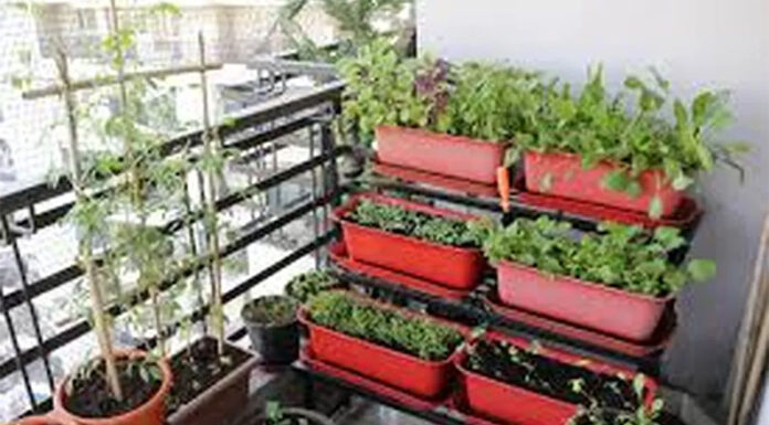 Primavera a pura flor y sabor: las plantas ideales para tu balcón