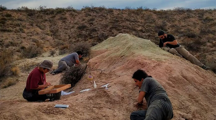 Así trabajan los paleontólogos del Conicet que buscan fósiles de los dinosaurios en la Patagonia