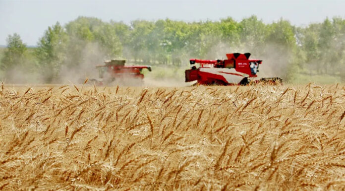 Trigo: esperan una cosecha histórica, con claroscuros en la provincia por las inundaciones