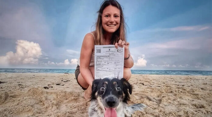 Vacaciones más cerca: cómo viajar con mascotas al exterior y cuánto sale