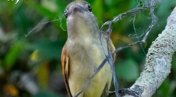 Plásticos en Argentina: ya se detectan residuos en nidos de aves y en la red alimentaria de peces que consumen aves marinas