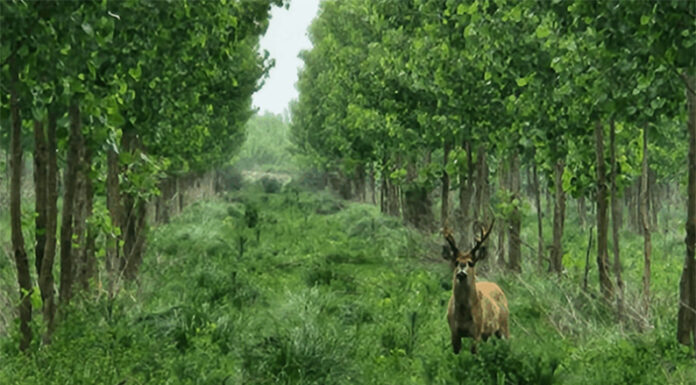 Restaurar el Delta con nativas: Reconciliar producción y conservación