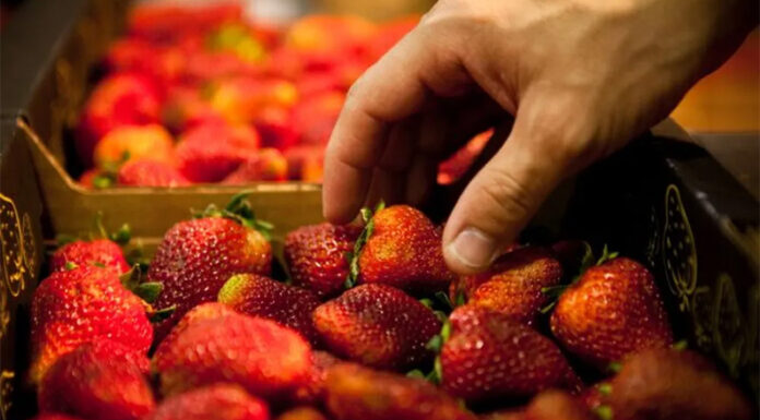 Frutilla: se actualiza normativa para homologar los estándares nacionales con los del Mercosur