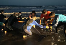 Apareció uno de los cetáceos menos conocidos del mundo en San Clemente: el operativo para rescatarlo