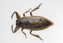 Chinches de agua: por qué aparecieron en el AMBA en los últimos días