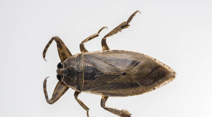 Chinches de agua: por qué aparecieron en el AMBA en los últimos días