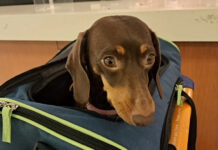 ¿Qué mascotas?: Autorizan a trasladar animales domésticos en trenes y micros de larga distancia