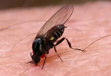 Cuidado con “la mosquita que muerde” del Salado, el temido barigüí