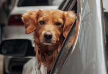 La provincia es un horno: ¿cómo cuidar a los animales los días de mucho calor?