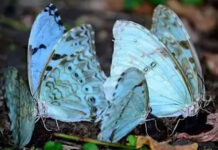 Cuál es la mariposa celeste y blanca declarada Monumento Natural Provincial