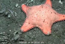 Encuentran otra “estrella culona” en la nueva expedición del CONICET