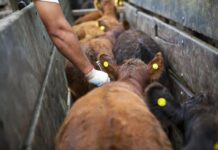 Fiebre aftosa y brucelosis bovina: calendario 2026 para la primera y segunda campaña de vacunación