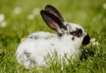 Vacaciones: ¿cómo viajar al exterior con mascotas no tradicionales?