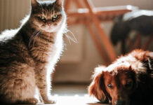 Mascotas y ola de calor: Claves para protegerlos manteniendo una temperatura adecuada en los espacios interiores y exteriores de tu hogar