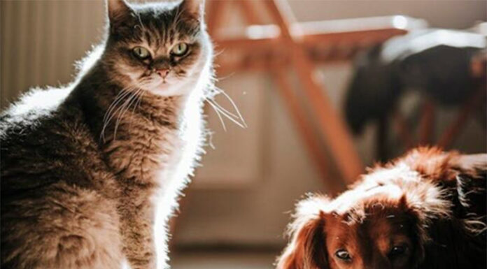 Mascotas y ola de calor: Claves para protegerlos manteniendo una temperatura adecuada en los espacios interiores y exteriores de tu hogar