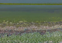 Cuáles son las lagunas bonaerenses en alerta “roja” por cianobacterias