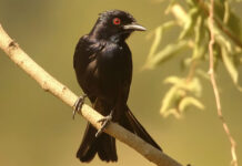 Descubren que las retinas de las aves sobreviven sin oxígeno: por qué podría inspirar nuevos tratamientos médicos